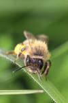 Andrena scotica