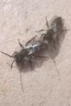 Andrena cineraria