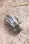 Andrena cineraria