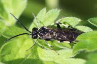 Macrophya alboannulata
