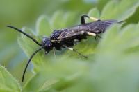 Macrophya alboannulata
