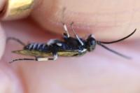 Macrophya alboannulata