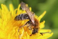 Andrena nitida