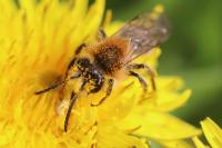 Andrena nitida