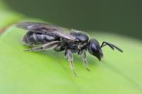 Lasioglossum