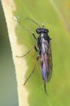 Aglaostigma aucupariae