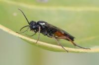 Aglaostigma aucupariae