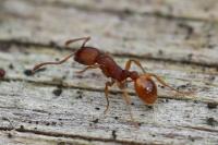 Myrmica
