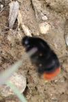 Bombus lapidarius