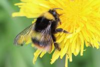 Bombus pratorum