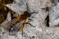 Andrena angustior