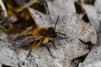 Andrena angustior