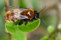 Andrena fulva
