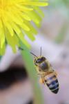 Apis mellifera