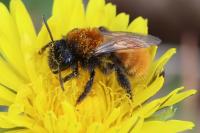 Andrena fulva