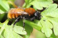 Andrena fulva