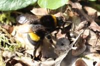 Bombus terrestris/lucorum