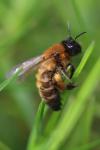 Andrena nigroaenea