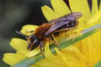 Andrena lagopus