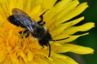 Andrena cineraria