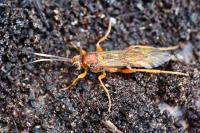 Lymantrichneumon disparis