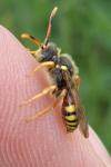 Nomada bifasciata
