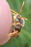 Nomada bifasciata