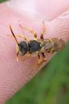 Nomada bifasciata