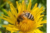 Andrena gravida