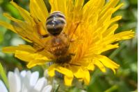 Andrena gravida