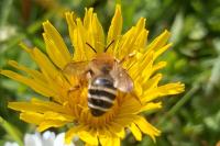 Andrena gravida