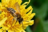 Andrena gravida