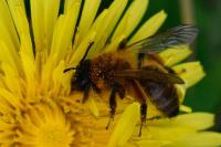 Andrena nigroaenea