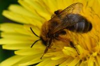 Andrena nigroaenea