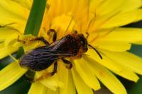 Andrena lagopus