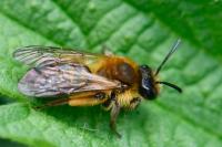 Andrena angustior
