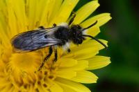 Andrena cineraria
