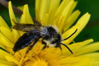 Andrena cineraria