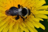 Andrena cineraria