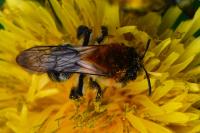 Andrena nitida