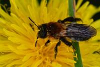 Andrena nitida