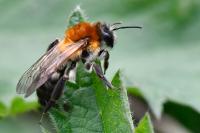 Andrena nitida