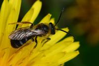 Lasioglossum xanthopus