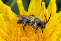 Andrena cineraria
