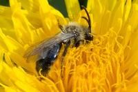 Andrena cineraria