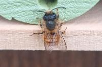 Osmia bicornis