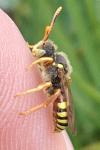 Nomada bifasciata