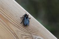 Xylocopa