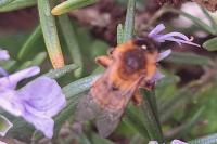 Andrena nigroaenea