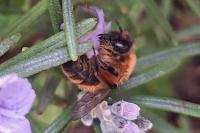 Andrena nigroaenea